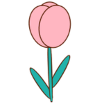 tulip